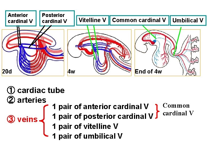 Anterior cardinal V Posterior cardinal V 20 d 4 w ① cardiac tube ②