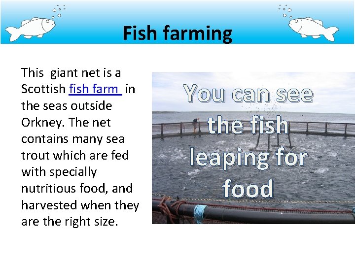 Fish farming This giant net is a Scottish farm in the seas outside Orkney.
