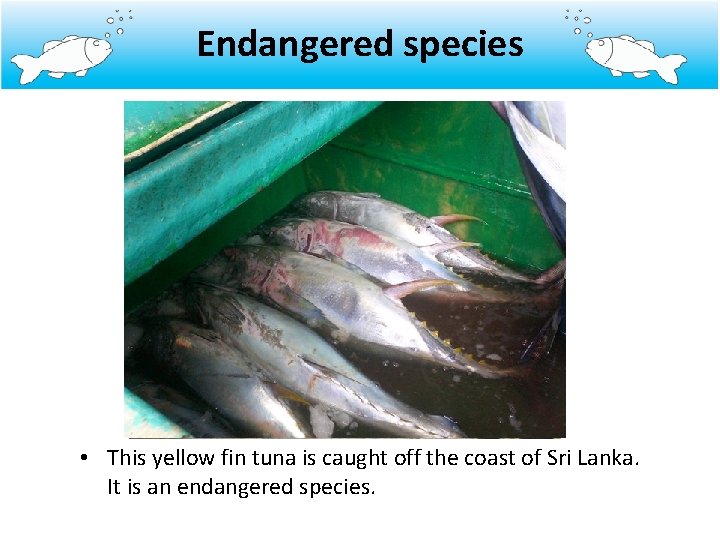 Endangered species • This yellow fin tuna is caught off the coast of Sri