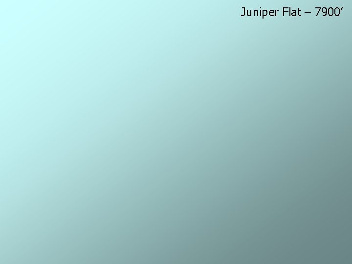 Juniper Flat – 7900’ 