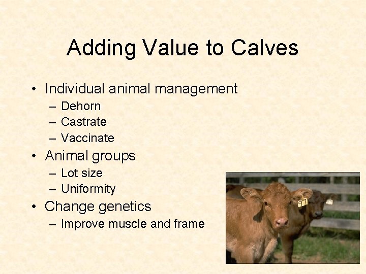 Adding Value to Calves • Individual animal management – Dehorn – Castrate – Vaccinate