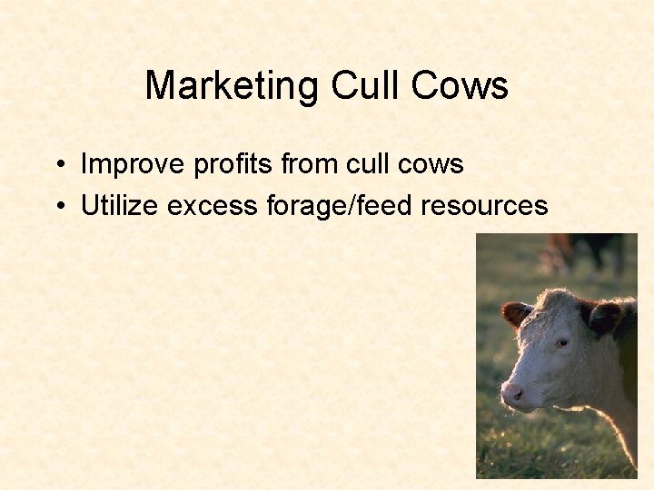 Marketing Cull Cows • Improve profits from cull cows • Utilize excess forage/feed resources