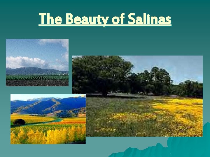The Beauty of Salinas u 