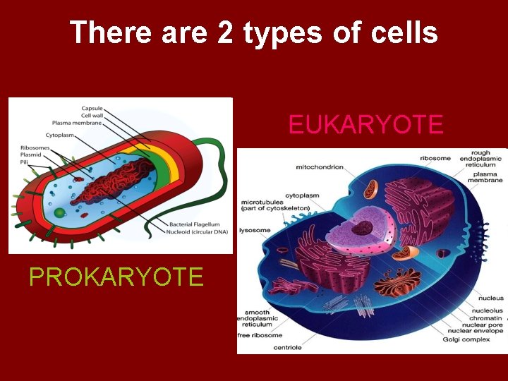 There are 2 types of cells EUKARYOTE PROKARYOTE 