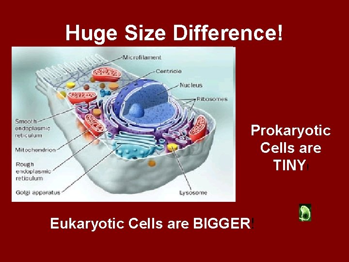 Huge Size Difference! Prokaryotic Cells are TINY! Eukaryotic Cells are BIGGER! 