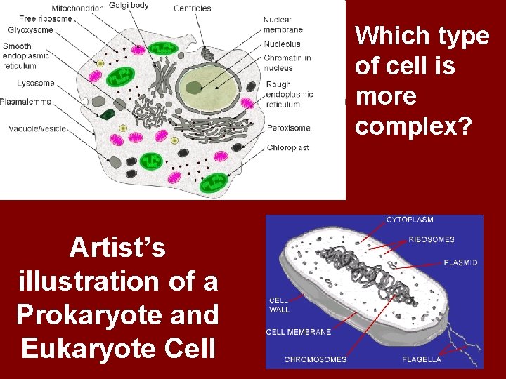 Which type of cell is more complex? Artist’s illustration of a Prokaryote and Eukaryote