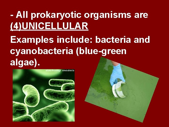 - All prokaryotic organisms are (4)UNICELLULAR Examples include: bacteria and cyanobacteria (blue-green algae). 