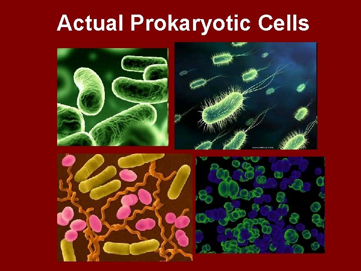 Actual Prokaryotic Cells 