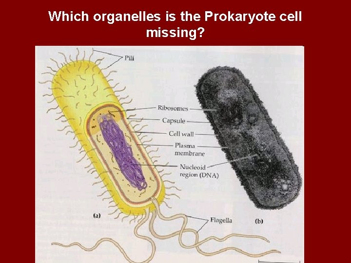 Which organelles is the Prokaryote cell missing? 