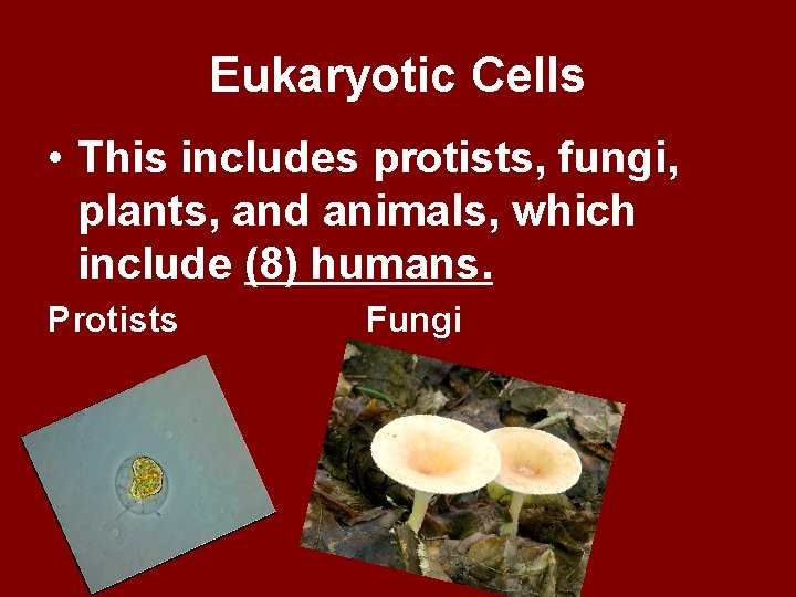 Eukaryotic Cells • This includes protists, fungi, plants, and animals, which include (8) humans.