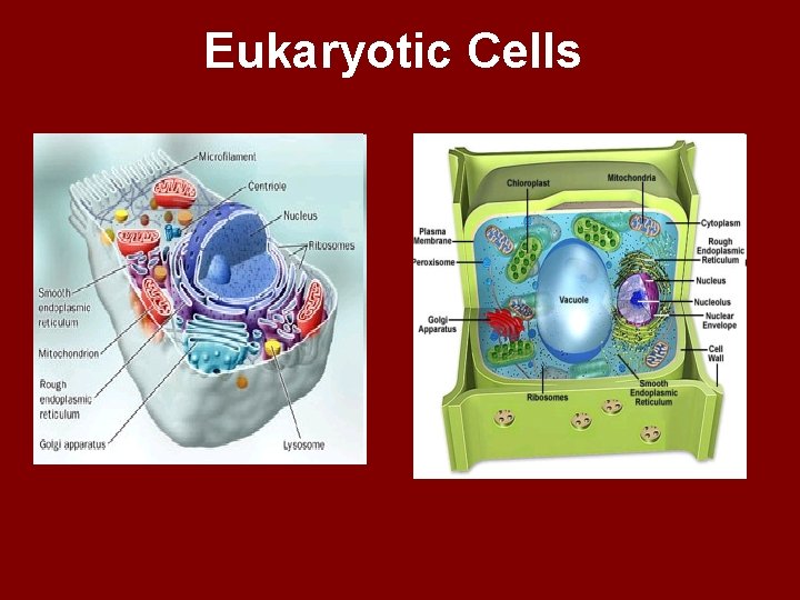 Eukaryotic Cells 