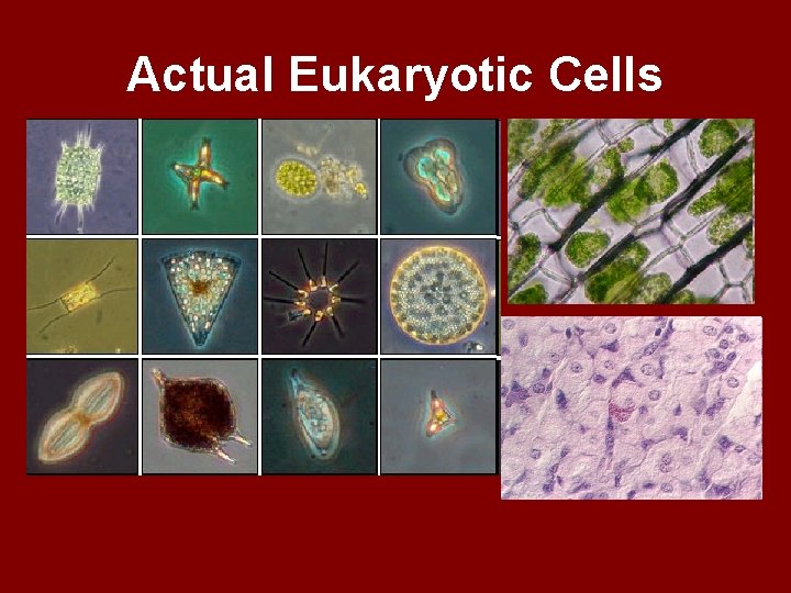 Actual Eukaryotic Cells 