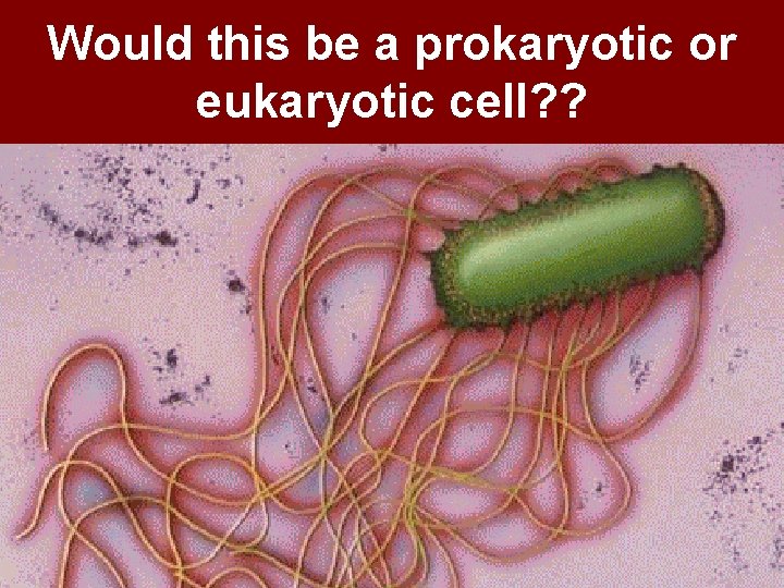 Would this be a prokaryotic or eukaryotic cell? ? 