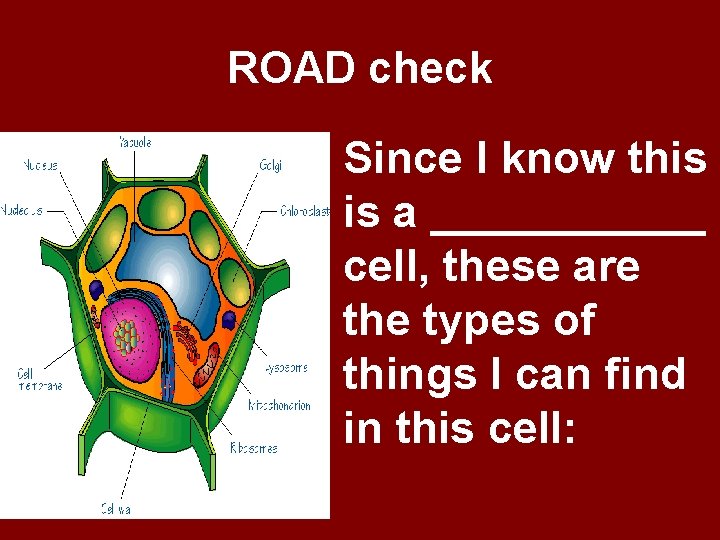 ROAD check Since I know this is a ______ cell, these are the types