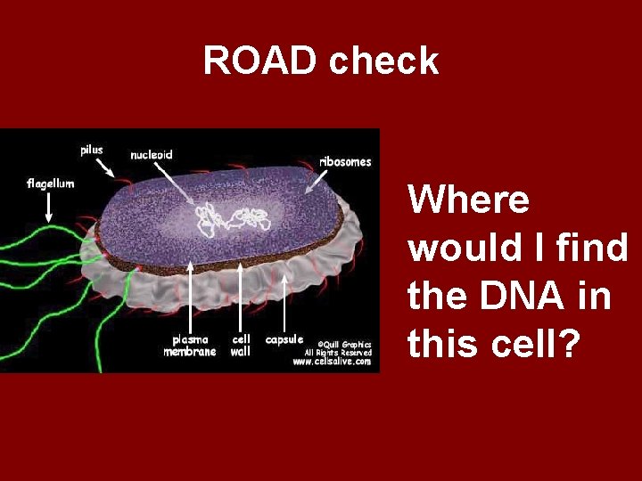 ROAD check Where would I find the DNA in this cell? 