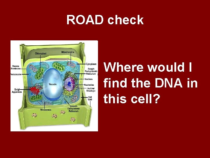 ROAD check Where would I find the DNA in this cell? 