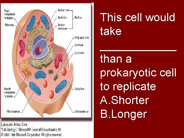 This cell would take ______ than a prokaryotic cell to replicate A. Shorter B.