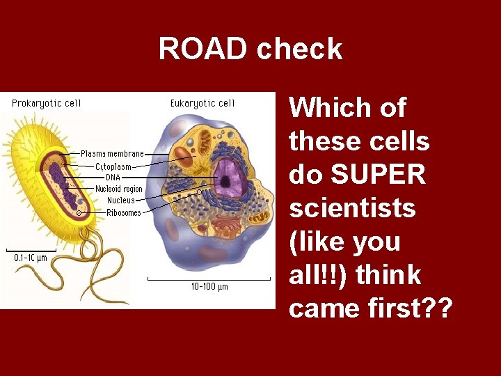 ROAD check Which of these cells do SUPER scientists (like you all!!) think came