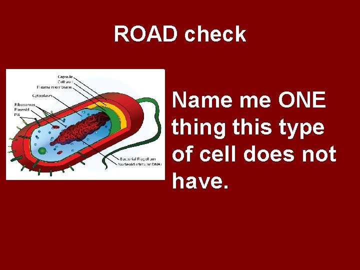 ROAD check Name me ONE thing this type of cell does not have. 