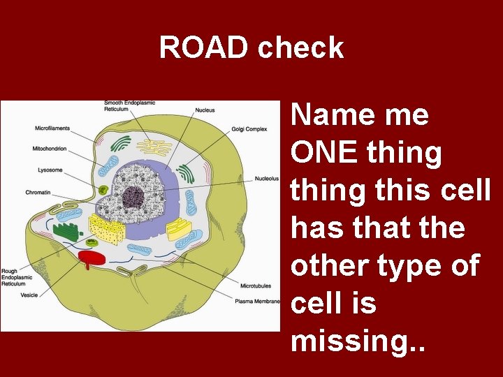 ROAD check Name me ONE thing this cell has that the other type of