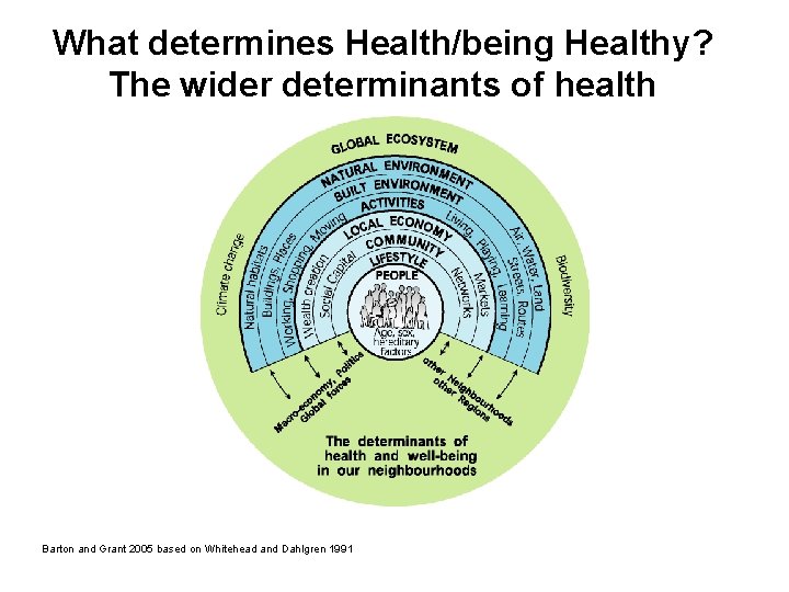 What determines Health/being Healthy? The wider determinants of health Barton and Grant 2005 based
