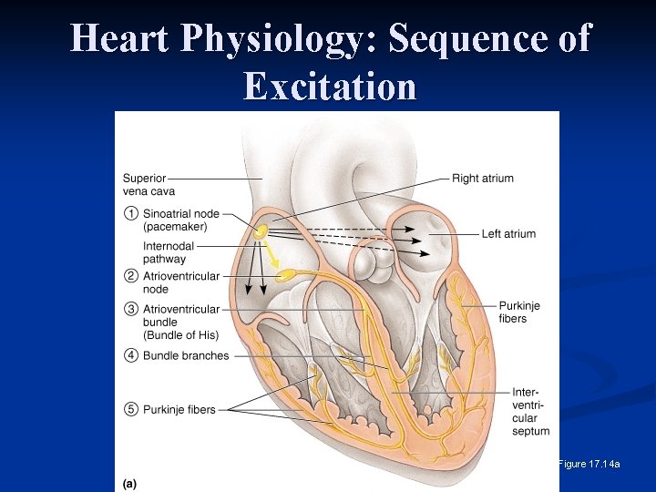 Heart Physiology: Sequence of Excitation Figure 17. 14 a 