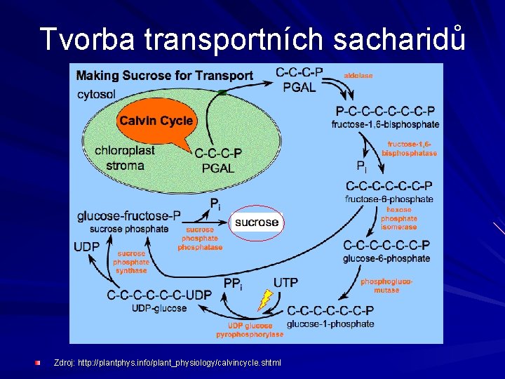 Tvorba transportních sacharidů Zdroj: http: //plantphys. info//plant_physiology/calvincycle. shtml 