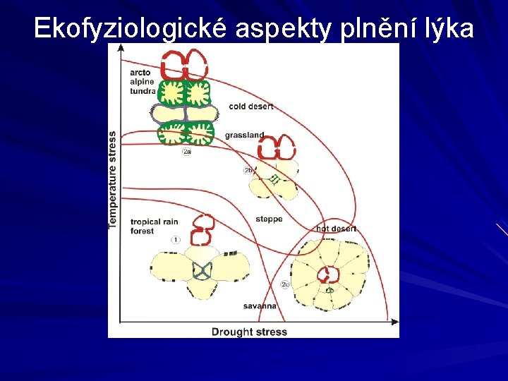 Ekofyziologické aspekty plnění lýka 