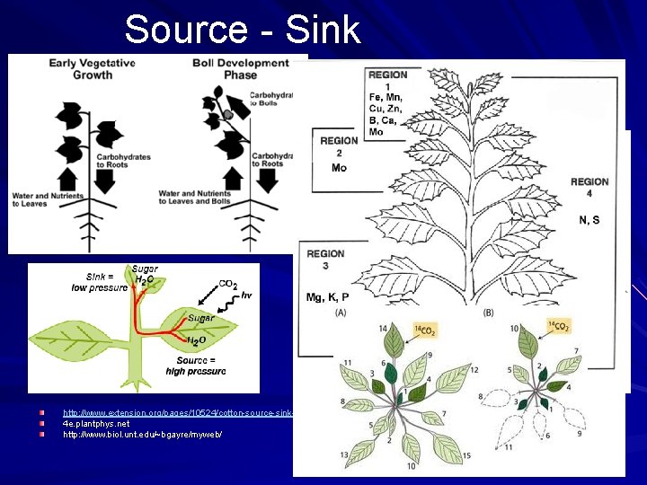 Source - Sink http: //www. extension. org/pages/10524/cotton-source-sink-relationship 4 e. plantphys. net http: //www. biol.