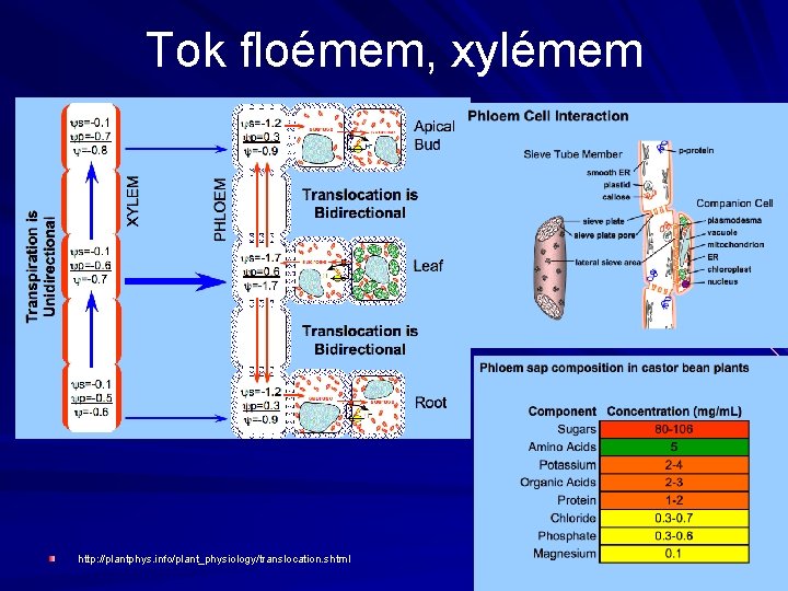 Tok floémem, xylémem http: //plantphys. info//plant_physiology/translocation. shtml 