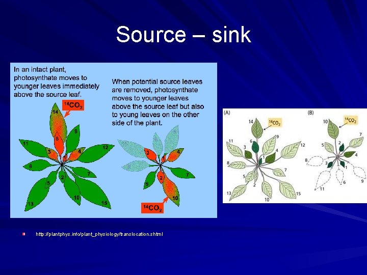 Source – sink http: //plantphys. info//plant_physiology/translocation. shtml 