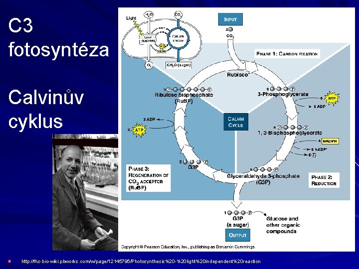 C 3 fotosyntéza Calvinův cyklus http: //fhs -bio-wiki. pbworks. com/w/ /w/page/12145795/Photosynthesis%20 -%20 light%20 independent%20