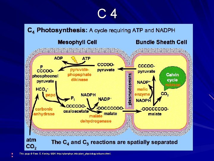 C 4 This Ross E. Koning 1994: http: // plantphys. info/ This page ©