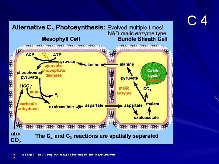 C 4 This Ross E. Koning 1994: http: // plantphys. info/ This page ©