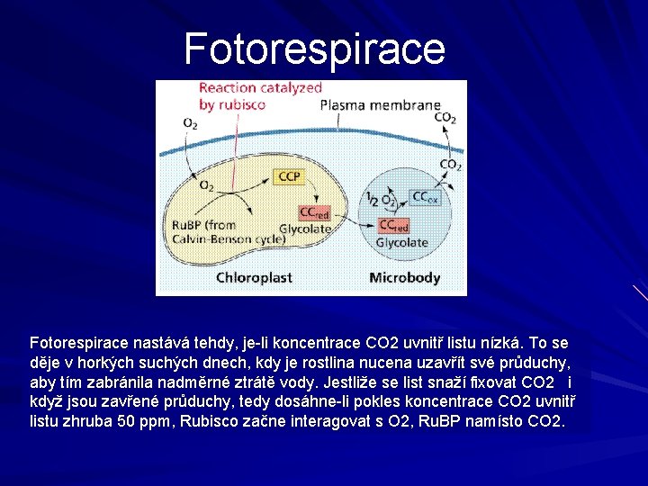 Fotorespirace nastává tehdy, je-li koncentrace CO 2 uvnitř listu nízká. To se děje v