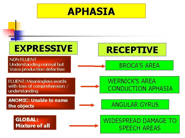 APHASIA EXPRESSIVE RECEPTIVE NON FLUENT Understanding normal but Voice production defective BROCA'S AREA FLUENT: