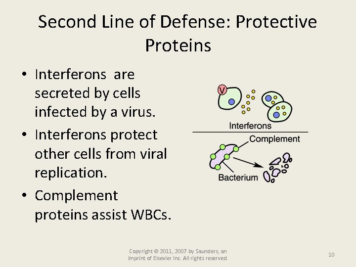 Second Line of Defense: Protective Proteins • Interferons are secreted by cells infected by