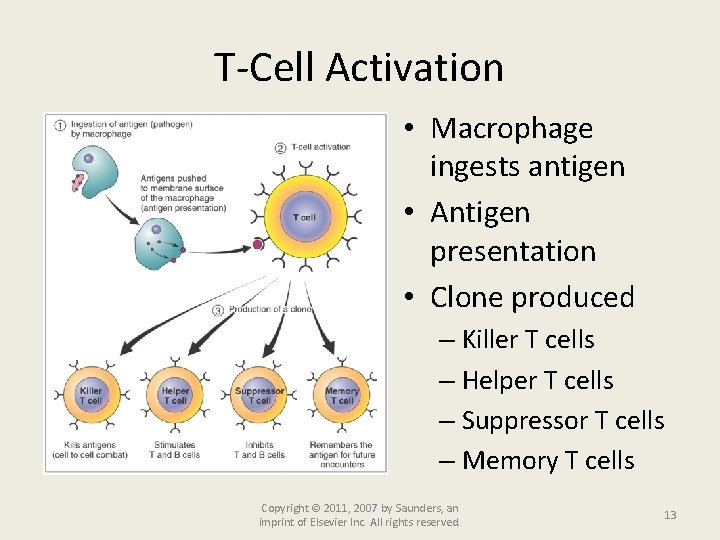 T-Cell Activation • Macrophage ingests antigen • Antigen presentation • Clone produced – Killer