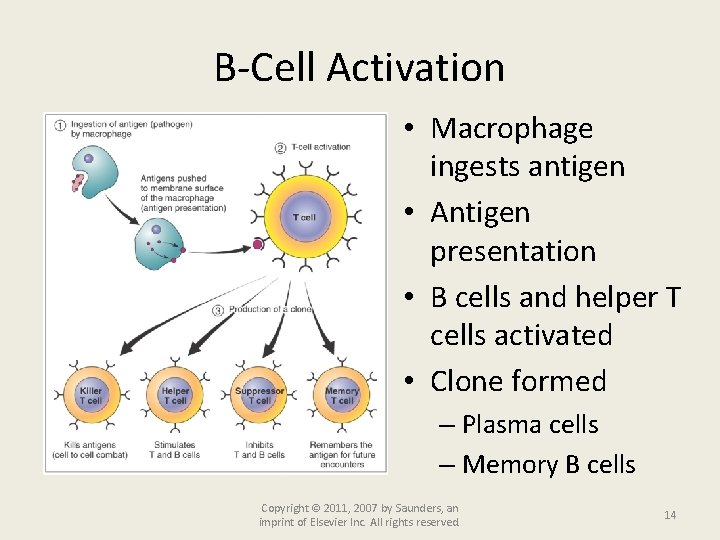 B-Cell Activation • Macrophage ingests antigen • Antigen presentation • B cells and helper