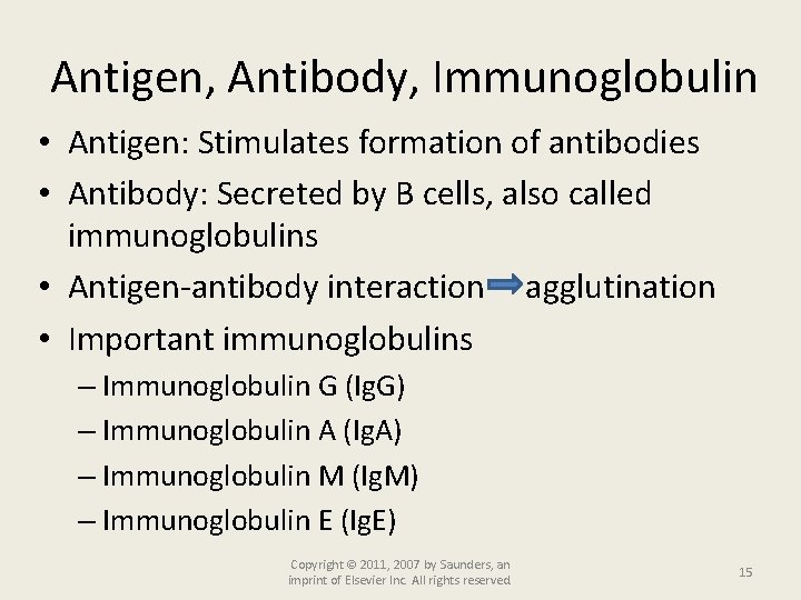 Antigen, Antibody, Immunoglobulin • Antigen: Stimulates formation of antibodies • Antibody: Secreted by B