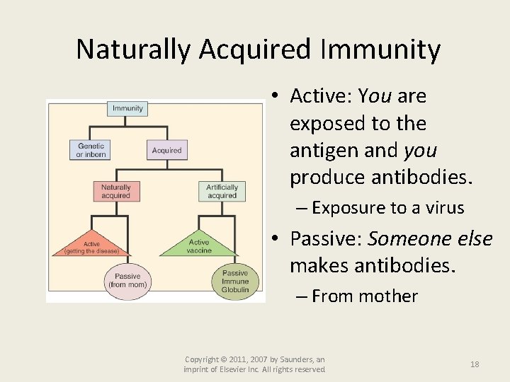 Naturally Acquired Immunity • Active: You are exposed to the antigen and you produce