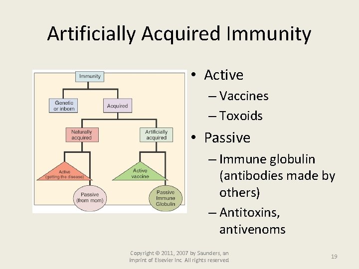Artificially Acquired Immunity • Active – Vaccines – Toxoids • Passive – Immune globulin