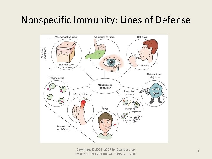 Nonspecific Immunity: Lines of Defense Copyright © 2011, 2007 by Saunders, an imprint of