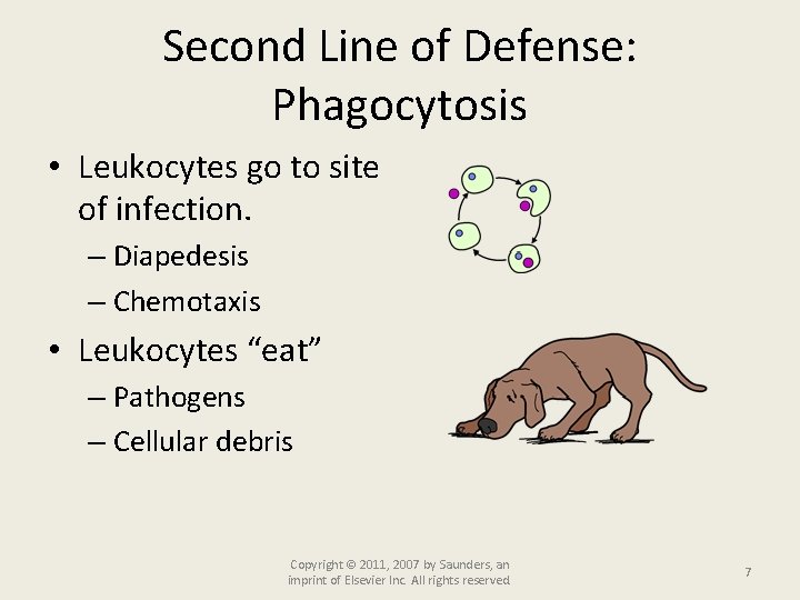 Second Line of Defense: Phagocytosis • Leukocytes go to site of infection. – Diapedesis