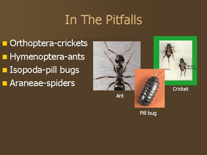 In The Pitfalls n Orthoptera-crickets n Hymenoptera-ants n Isopoda-pill bugs n Araneae-spiders Cricket Ant