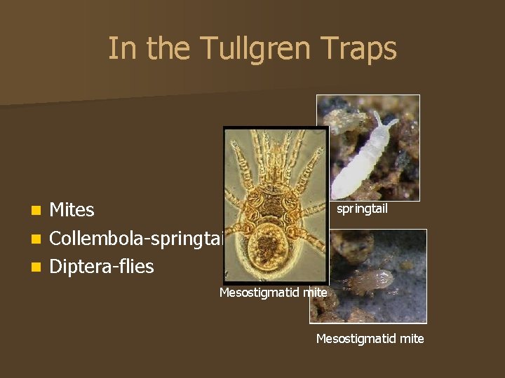 In the Tullgren Traps Mites n Collembola-springtails n Diptera-flies springtail n Mesostigmatid mite 