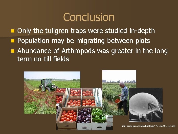 Conclusion Only the tullgren traps were studied in-depth n Population may be migrating between