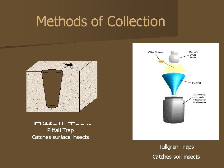 Methods of Collection Pitfall Trap Catches surface insects Tullgren Traps Catches soil insects 