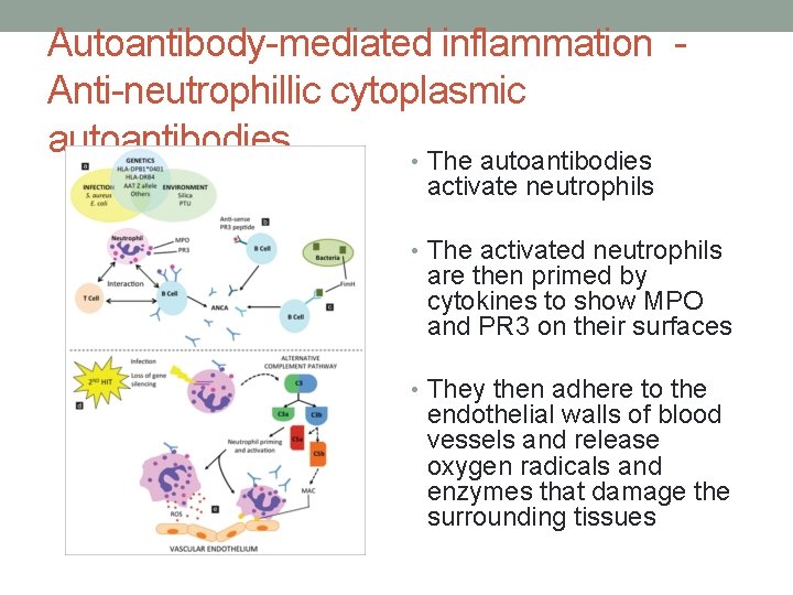 Autoantibody-mediated inflammation Anti-neutrophillic cytoplasmic autoantibodies • The autoantibodies activate neutrophils • The activated neutrophils