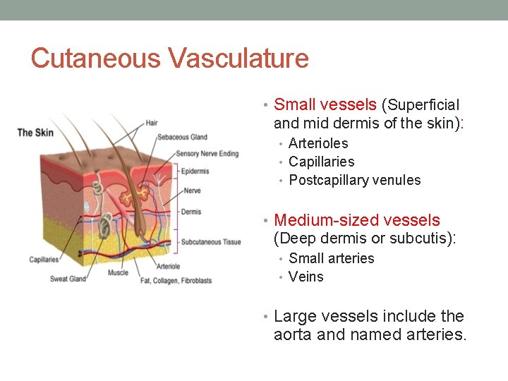 Cutaneous Vasculature • Small vessels (Superficial and mid dermis of the skin): • Arterioles